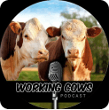 Two cows standing in a field with a vintage microphone and Working Cows Podcast text, promoting a farming podcast.
