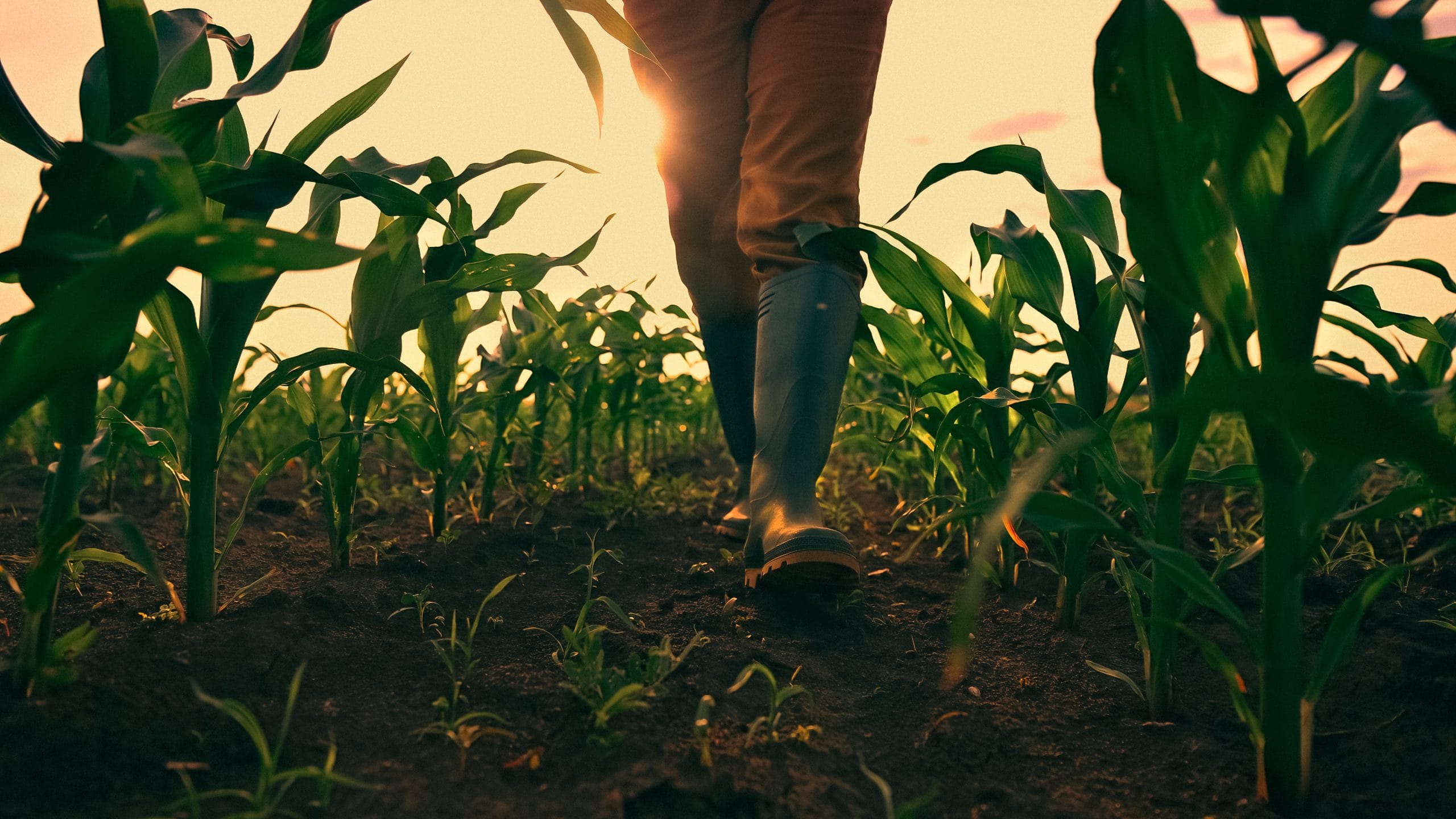 Long-Term Care Planning for Farmers: How to Protect the Family Farm Before a Crisis